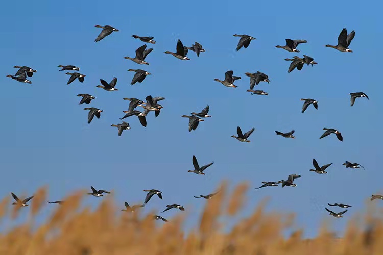 2022年梦魅网络科技端午放假通知